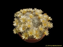 Mammillaria baumii 1120